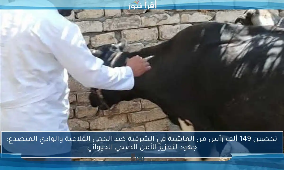 تحصين 149 ألف رأس من الماشية في الشرقية ضد الحمى القلاعية والوادي المتصدع: جهود لتعزيز الأمن الصحي الحيواني