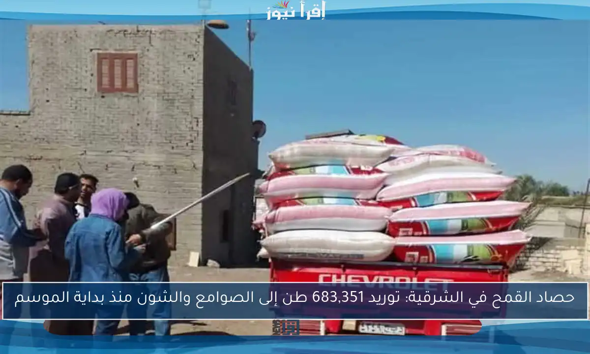 حصاد القمح في الشرقية: توريد 683,351 طن إلى الصوامع والشون منذ بداية الموسم