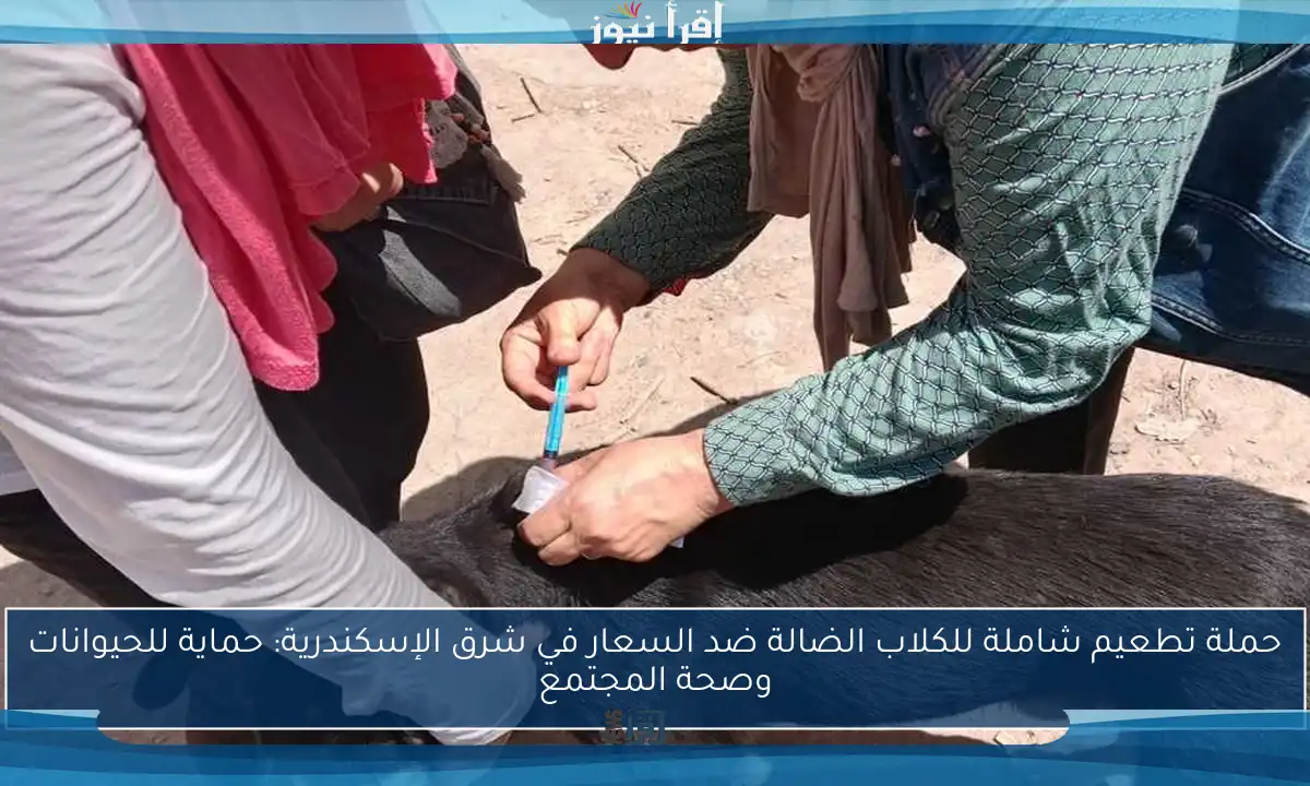حملة تطعيم شاملة للكلاب الضالة ضد السعار في شرق الإسكندرية: حماية للحيوانات وصحة المجتمع