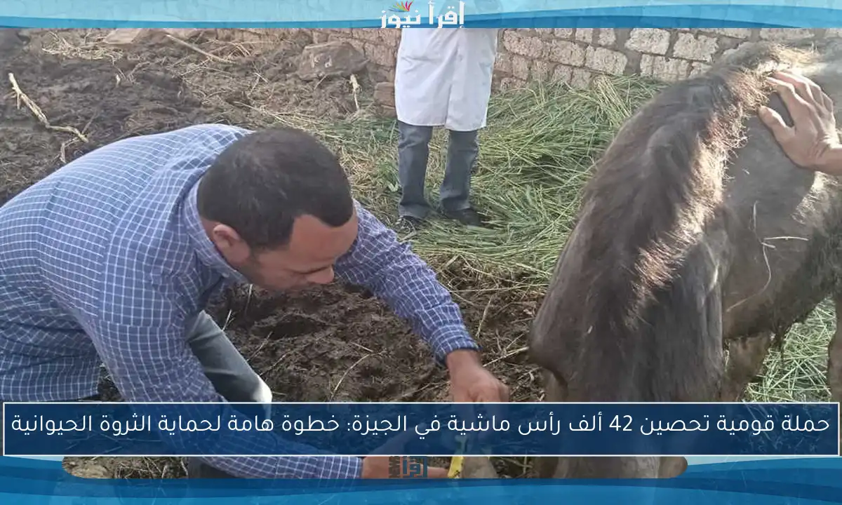 حملة قومية تحصين 42 ألف رأس ماشية في الجيزة: خطوة هامة لحماية الثروة الحيوانية