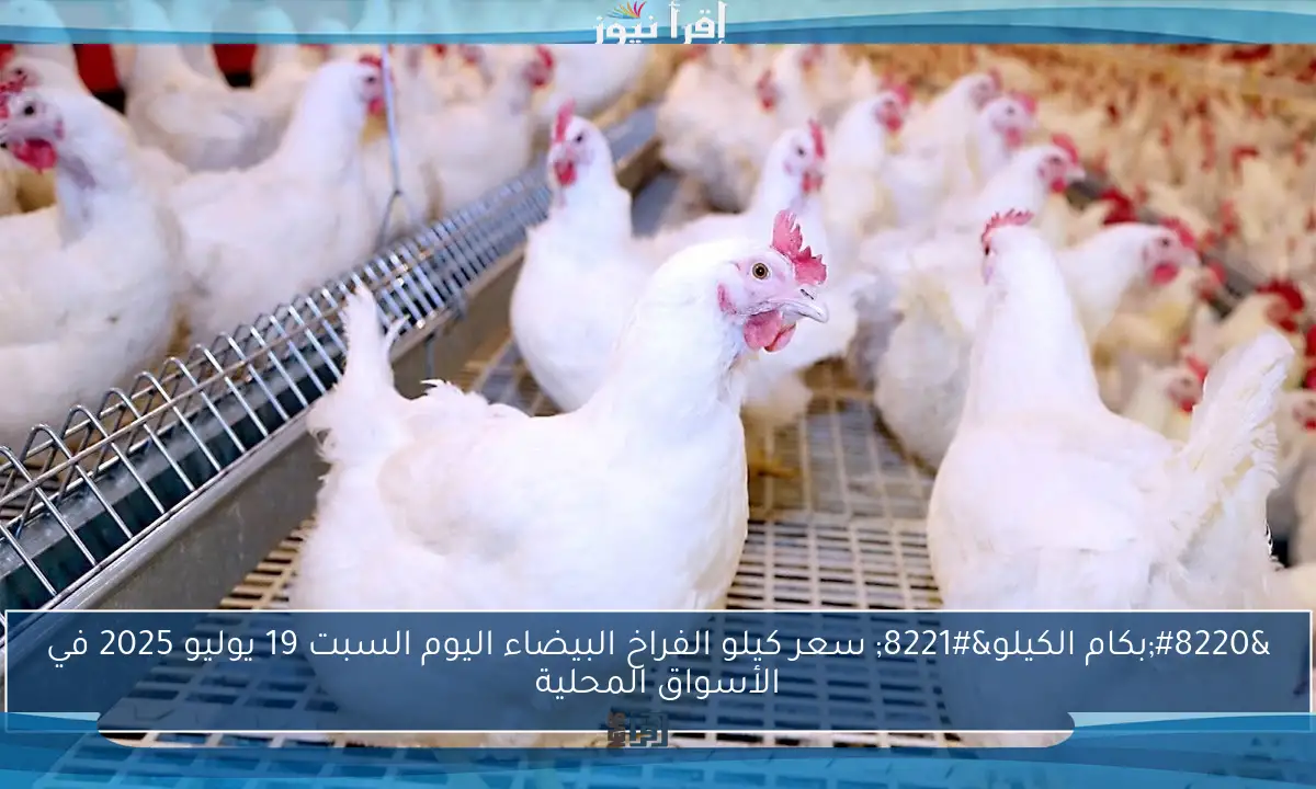 “بكام الكيلو” سعر كيلو الفراخ البيضاء اليوم السبت 19 يوليو 2025 في الأسواق المحلية
