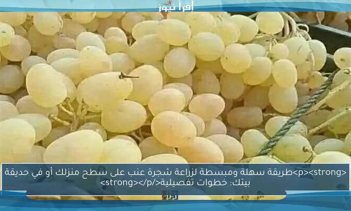 <p><strong>طريقة سهلة ومبسطة لزراعة شجرة عنب على سطح منزلك أو في حديقة بيتك: خطوات تفصيلية</strong></p>