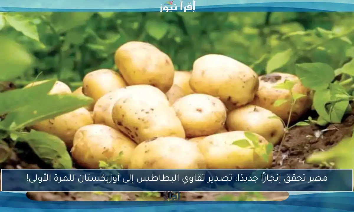 مصر تحقق إنجازًا جديدًا: تصدير تقاوي البطاطس إلى أوزبكستان للمرة الأولى!