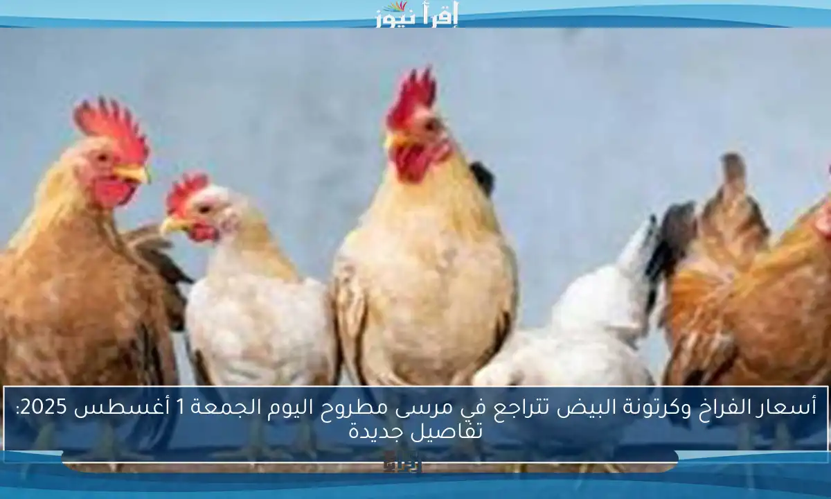 أسعار الفراخ وكرتونة البيض تتراجع في مرسى مطروح اليوم الجمعة 1 أغسطس 2025: تفاصيل جديدة