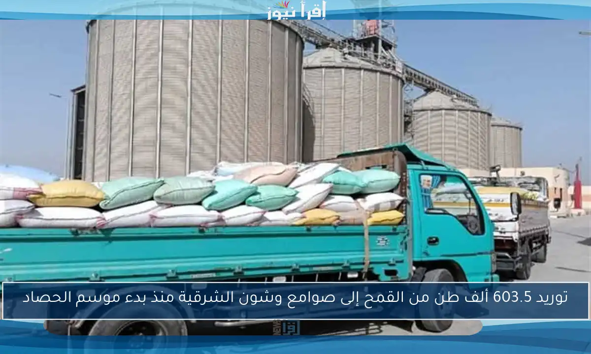 توريد 603.5 ألف طن من القمح إلى صوامع وشون الشرقية منذ بدء موسم الحصاد