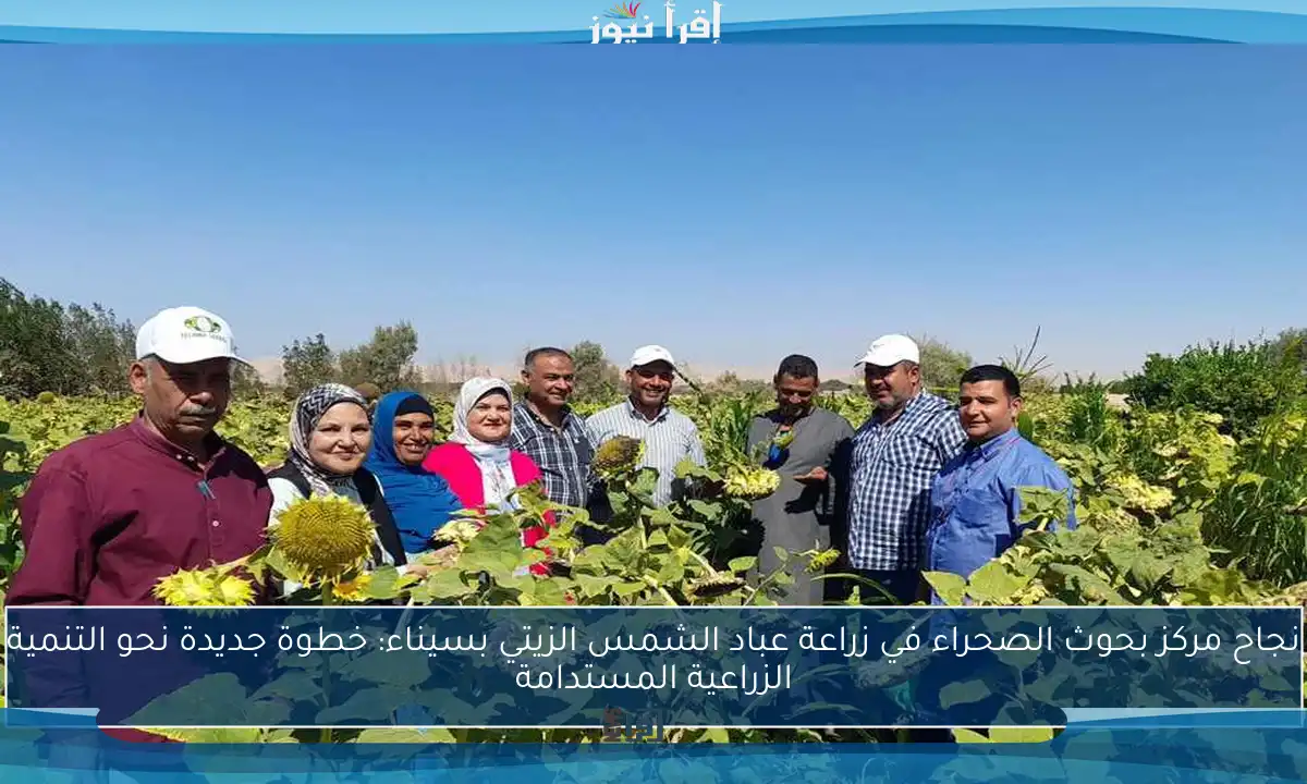 نجاح مركز بحوث الصحراء في زراعة عباد الشمس الزيتي بسيناء: خطوة جديدة نحو التنمية الزراعية المستدامة